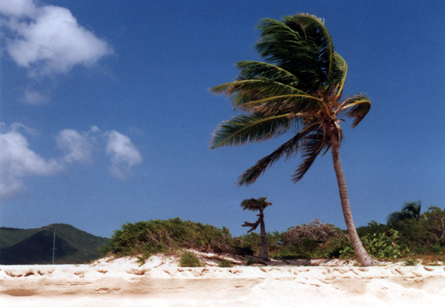 Sandy Spit palm tree
